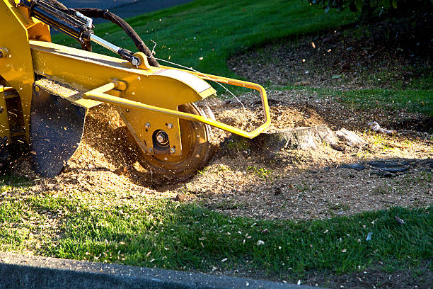 How Our Tree Care Process Works  in  New Berlin, IL